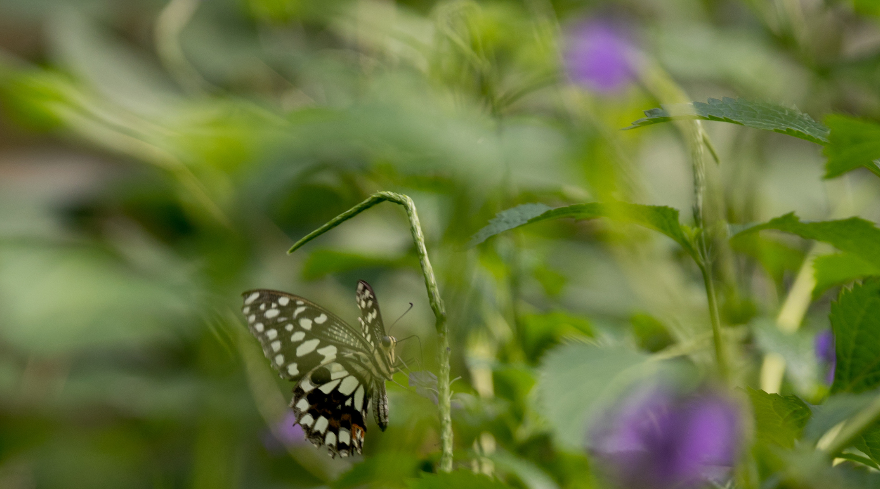 HormonPlus Startseite mit Schmetterling